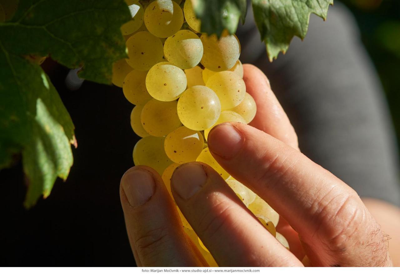 Wine Grower'S Mansion Zlati Gric Apartment Slovenske Konjice Екстериор снимка